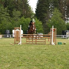 Dansk Varmblod Soffi Bakkegård