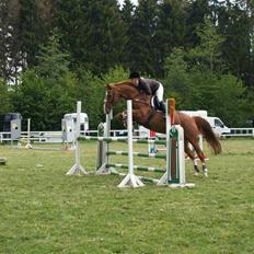 Dansk Varmblod Soffi Bakkegård