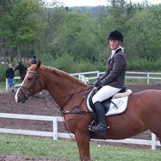 Dansk Varmblod Soffi Bakkegård