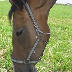 Dansk Varmblod Merci (solgt)