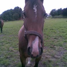 Dansk Varmblod Merci (solgt)