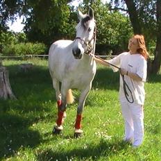 Hannoveraner  Vendel R.I.P