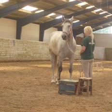 Hannoveraner  Vendel R.I.P