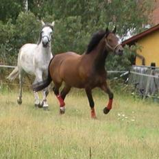 Hannoveraner  Vendel R.I.P