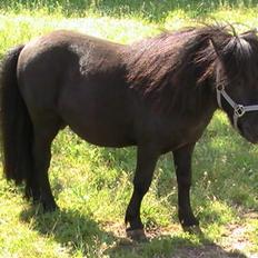 Miniature Lindegaardens Uffe