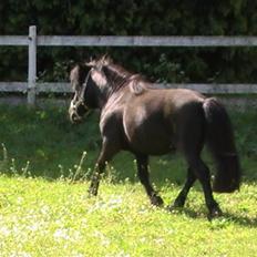 Miniature Lindegaardens Uffe