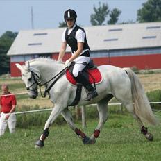 Welsh Pony af Cob-type (sec C) Filur