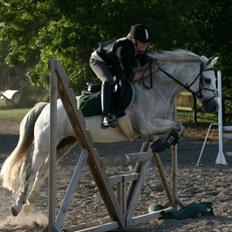 Welsh Pony af Cob-type (sec C) Filur