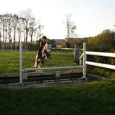 Anden særlig race Faithful´s Shakira B-pony