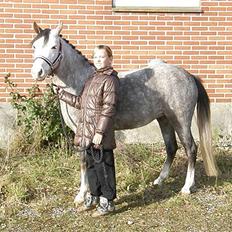Anden særlig race Faithful´s Shakira B-pony