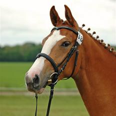 Dansk Varmblod Isas Chacia