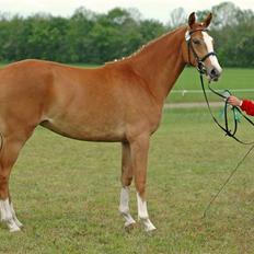 Dansk Varmblod Isas Chacia