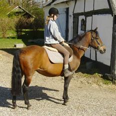 New Forest /Pinto   Celine -  Cille 