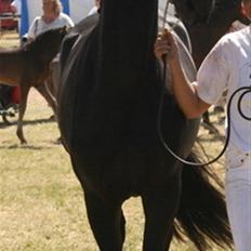 Frieser Teakjen B - SOLGT