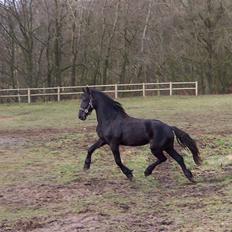 Frieser Teakjen B - SOLGT