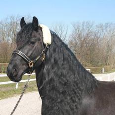 Frieser Harmen fan't Wegje -SOLGT