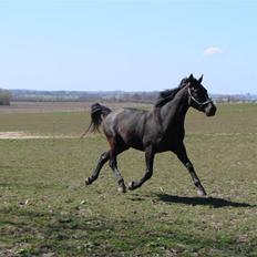Oldenborg Okholms Makker 