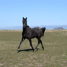 Oldenborg Okholms Makker 