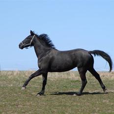 Oldenborg Okholms Makker 