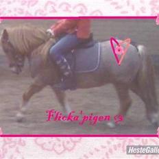 Shetlænder Flicka SOLGT