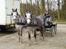 New Forest Firfod Jackpot