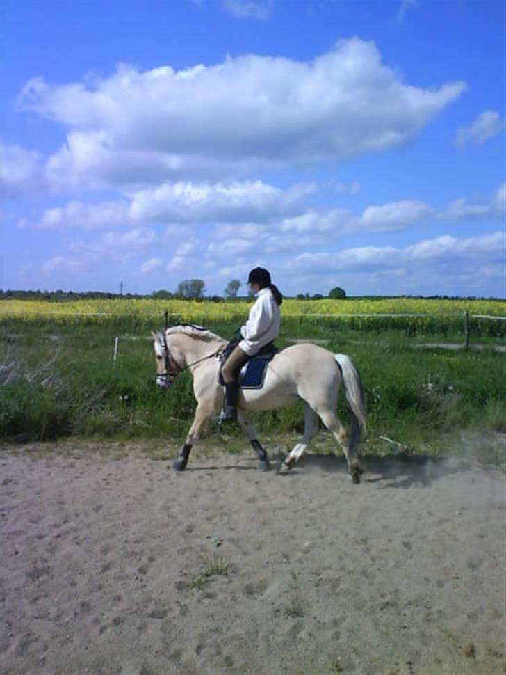 Fjordhest Theodor.. (Solgt) billede 4