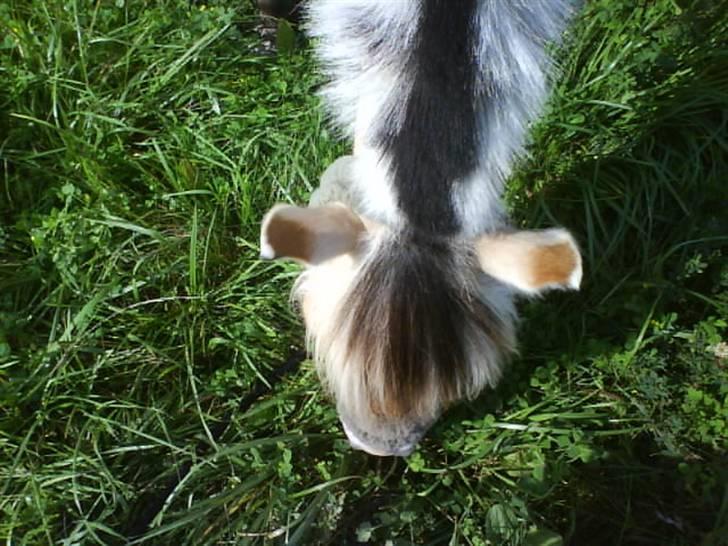 Fjordhest Theodor.. (Solgt) - oppefra;D nemlig skat! billede 5