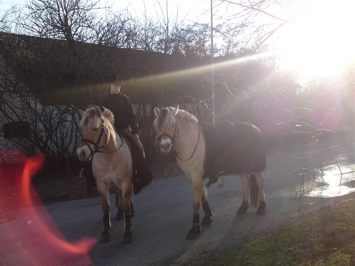 Fjordhest Theodor.. (Solgt) - Allis og Theodor!! De bedste!<3  TWINS! :* billede 6