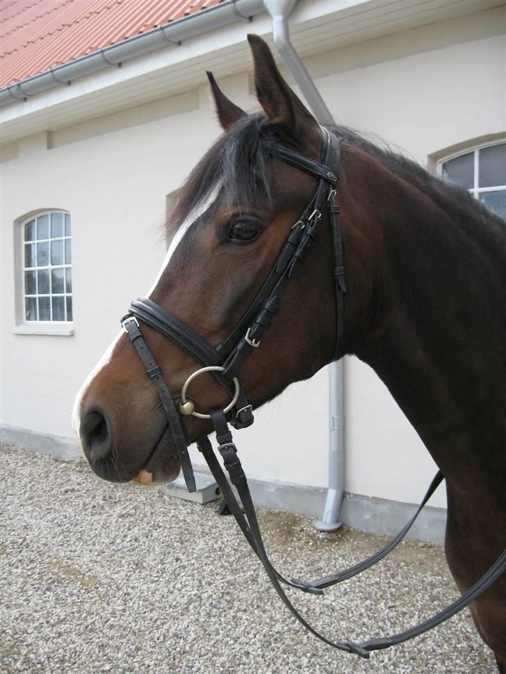 DSP Lintrupgaards FabianSolgt - Hovede! billede 8