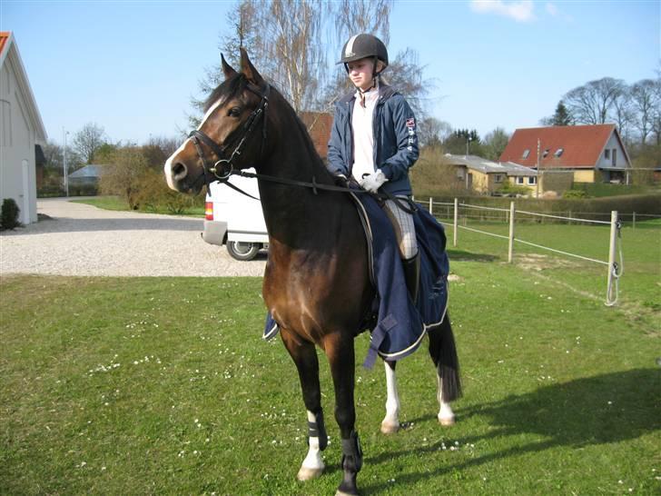 DSP Lintrupgaards FabianSolgt - Hov hva er det ??? billede 9