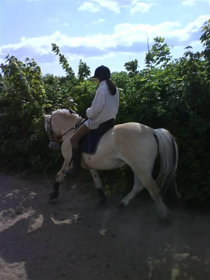 Fjordhest Theodor.. (Solgt) - Hehe ;D<3 billede 7