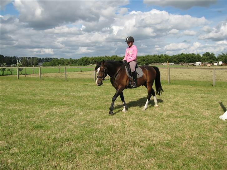 DSP Lintrupgaards FabianSolgt - Ude på spring-banen (skridter af) billede 10