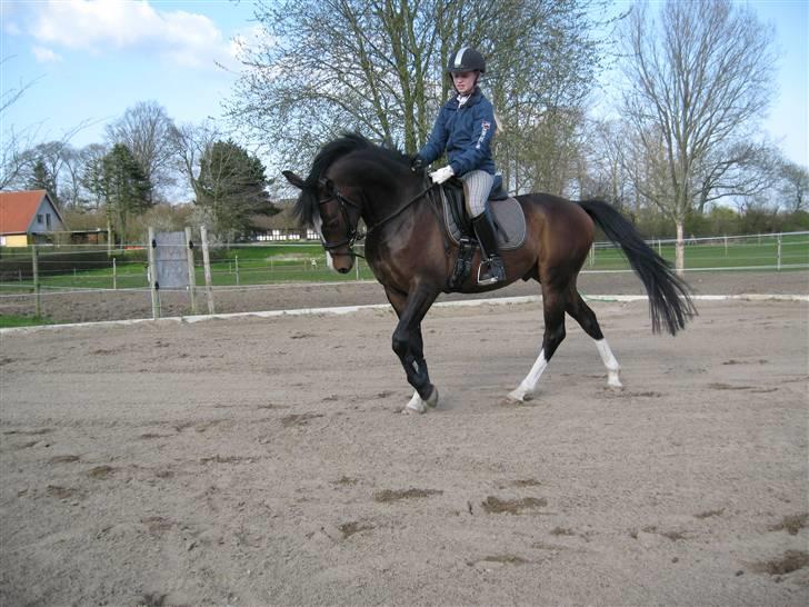 DSP Lintrupgaards FabianSolgt - Skridt!! <3 billede 11