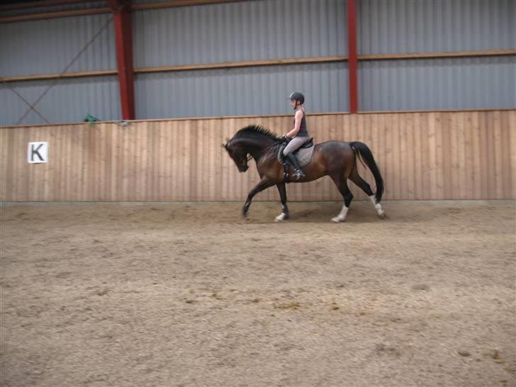 DSP Lintrupgaards FabianSolgt - Verdens bedste galop :b billede 12