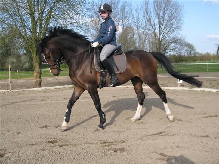 DSP Lintrupgaards FabianSolgt - Verdens bedste Pony!! <3 billede 13