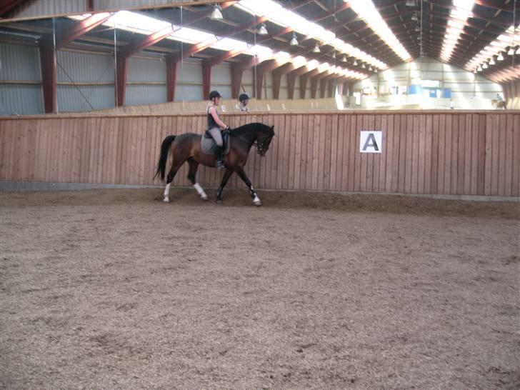 DSP Lintrupgaards FabianSolgt billede 14