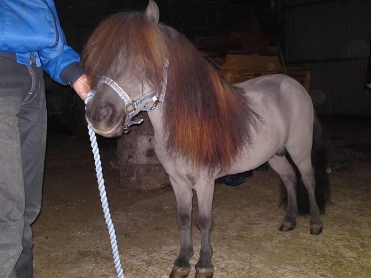 Miniature Elvis Olsen - Nyklippet:) dec. 2009 billede 3