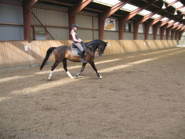 DSP Lintrupgaards FabianSolgt - Trav.... billede 15