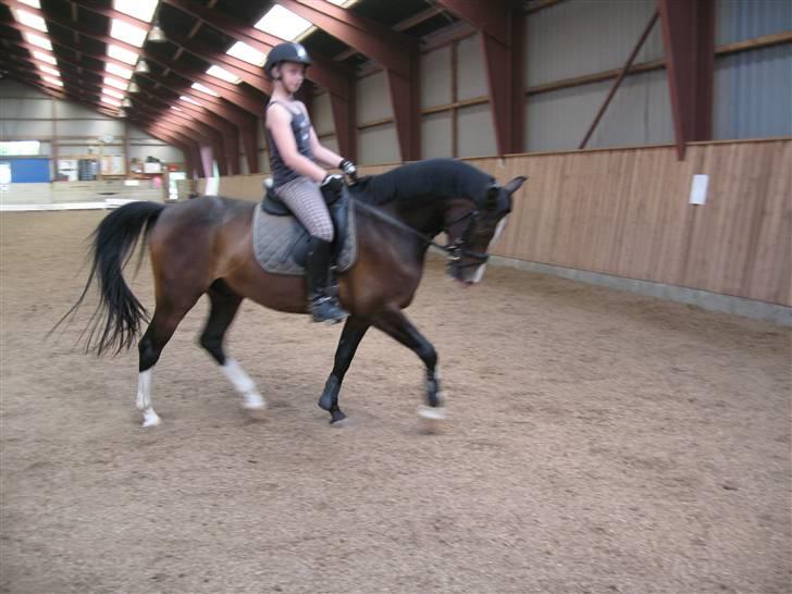 DSP Lintrupgaards FabianSolgt - Trav! billede 16