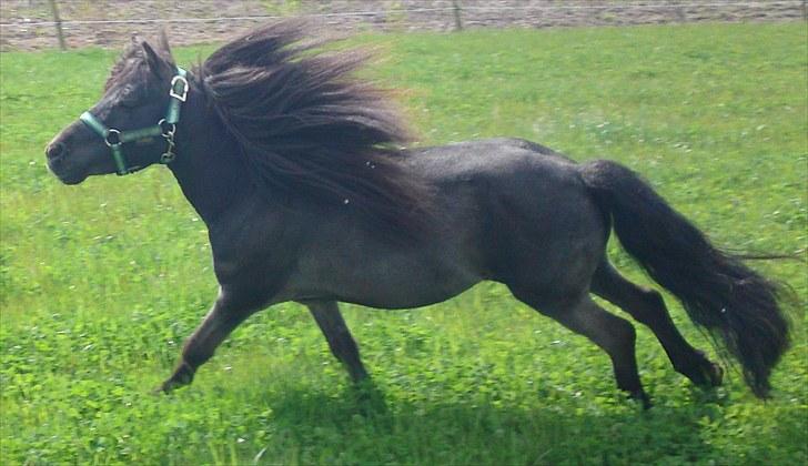 Miniature Elvis Olsen - elvis er vild :) maj 2010 billede 4