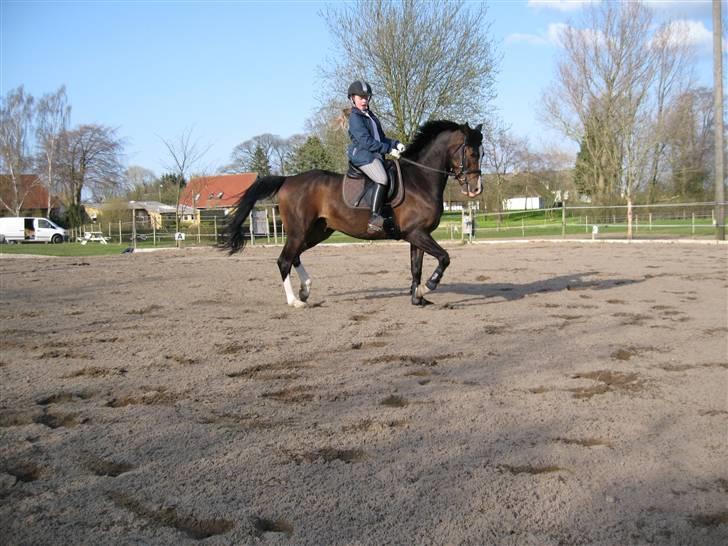 DSP Lintrupgaards FabianSolgt - Trav<3 billede 17