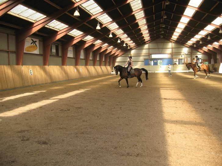 DSP Lintrupgaards FabianSolgt - Galop! billede 18