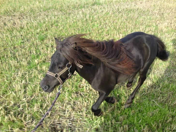Miniature Elvis Olsen - Elvis er med som hånd hest :) billede 5