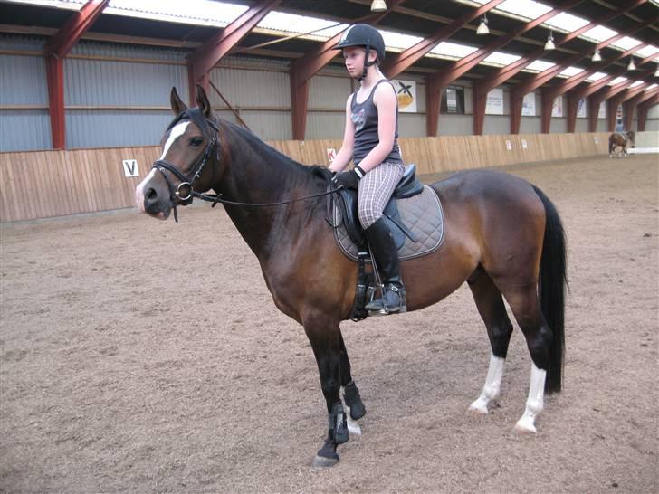 DSP Lintrupgaards FabianSolgt billede 19