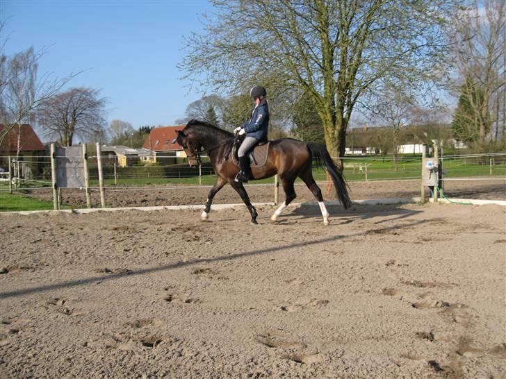 DSP Lintrupgaards FabianSolgt - Trav billede 20