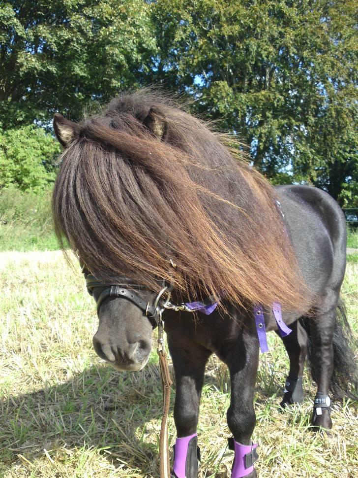 Miniature Elvis Olsen - elvis i longen august 2009 billede 6