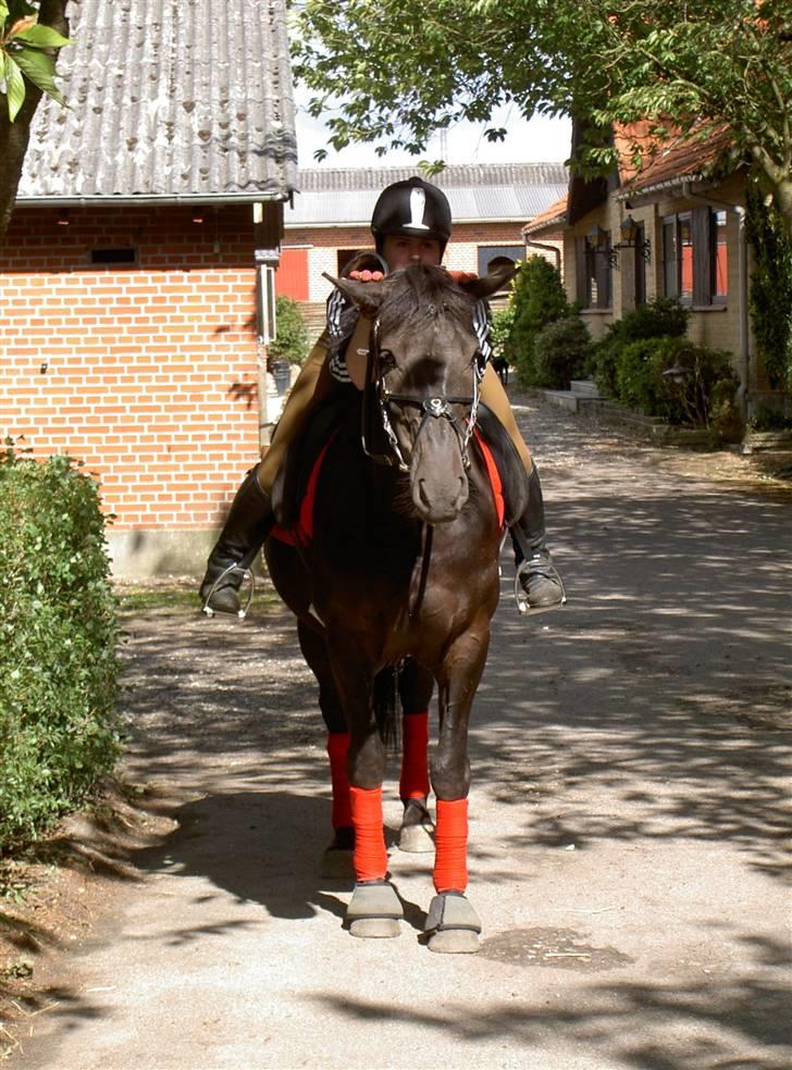 Anden særlig race Kong Louie  SOLGT R.I.P ! - Yjahu :)   billede 16