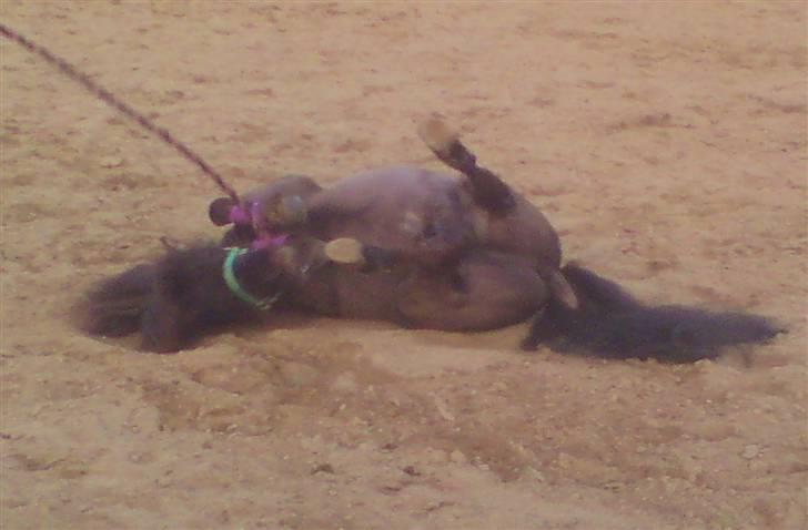 Miniature Elvis Olsen - Rulle Rulle :) billede 7