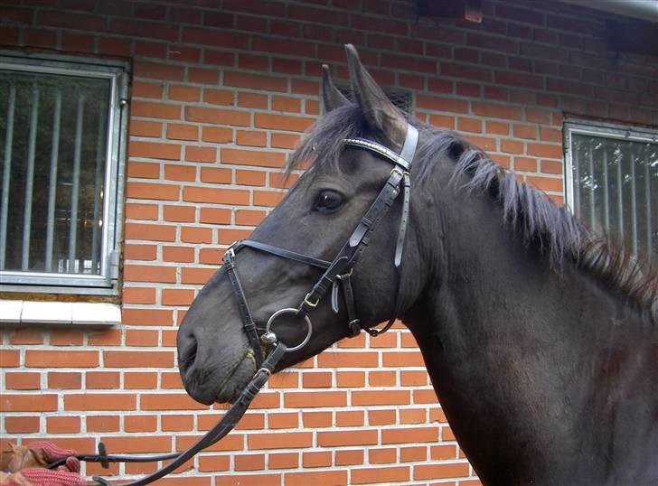 Anden særlig race Kong Louie  SOLGT R.I.P ! - Så Smuk ! billede 18