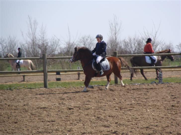 Welsh Pony (sec B) Hannibal  (SOLGT!)  billede 9